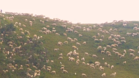 Herd of Sheeps graze alpine pasture on rocky mountain slope Stock Footage 78732910