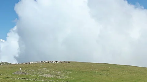 Herd of sheeps grazing in the mountains. Stock Footage 51564004