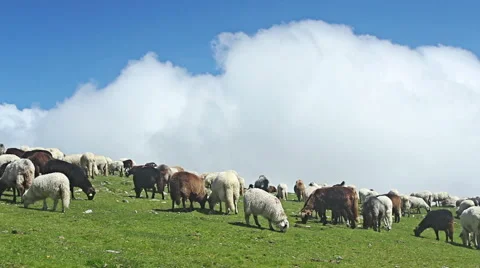 Herd of sheeps grazing in the mountains Stock Footage 51564024