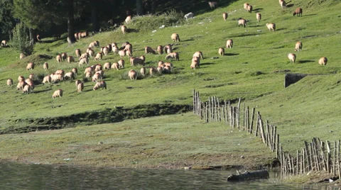 Herd of Sheeps grazing near to the mountain lake Stock Footage 32203971