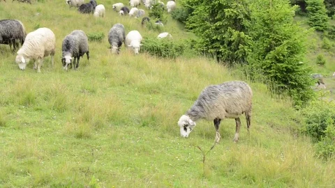 Herd of sheeps on green meadow Stock Footage 82037332