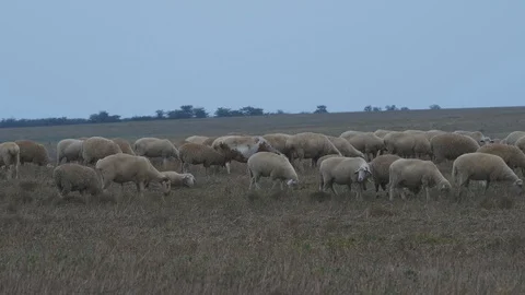 Herd of sheeps at meadow Stock Footage 119884595
