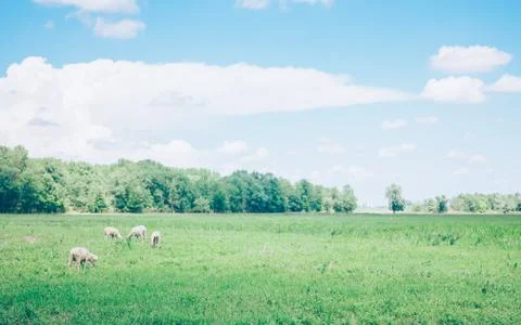 Herd of sheeps in the meadow in the springtime Stock Photos