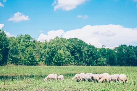 Herd of sheeps in the meadow in the springtime Stock Photos