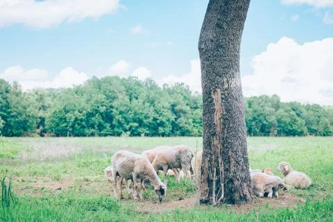 Herd of sheeps in the meadow in the springtime Stock Photos