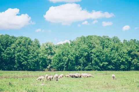 Herd of sheeps in the meadow in the springtime Stock Photos