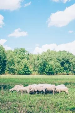 Herd of sheeps in the meadow in the springtime Stock Photos