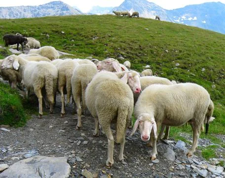 Herd of sheeps Stock Photos