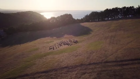 Herd of sheeps at sunset Stock Footage 78974204