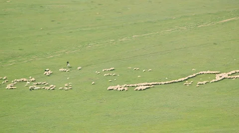 Herd of sheeps at valley Stock Footage 5137573
