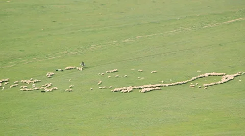 Herd of sheeps at valley Stock Footage 5143036