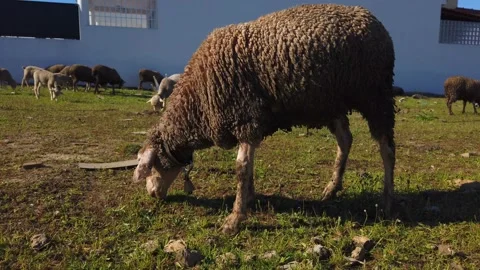 Herd of Sheep’s Walking on the Field . 4K Stock Footage 134837568