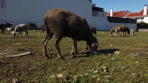 Herd of Sheep’s Walking on the Field . 4K Stock Footage 134837581