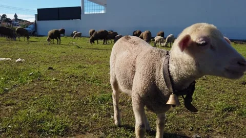 Herd of Sheep’s Walking on the Field . 4K Stock Footage 134837588