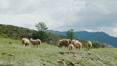Herd of Sheeps Walking on the Field between Mountains and halls, nice animals Stock Footage 167990981
