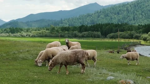 Herd of Sheeps Walking on the Field between Mountains and halls, nice animals Stock Footage 167991106