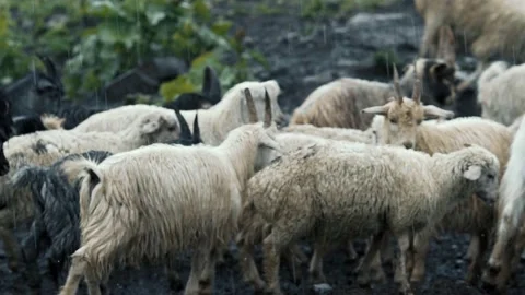 Herd of Sheep’s Walking on the Field between Mountains in the rain 库存影片 238628405