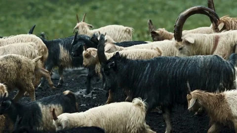 Herd of Sheep’s Walking on the Field between Mountains in the rain. Stock Footage 239093844