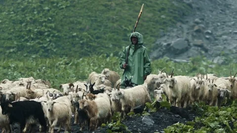 Herd of Sheep’s Walking on the Field between Mountains in the rain. Stock Footage 239094028