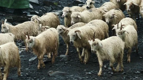 Herd of Sheep’s Walking on the Field between Mountains in the rain. Stock Footage 239094062