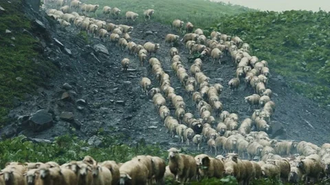 Herd of Sheep’s Walking on the Field between Mountains in the rain. Stock Footage 239094716