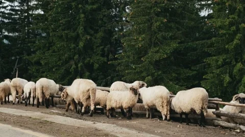 Herd of sheeps walking in the romanian mountain village Stock Footage 248456832
