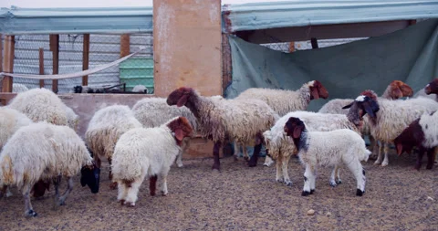 Herd of Sheep’s Walking. Slow motion video of Sheep. Stock Footage 184744092