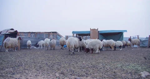 Herd of Sheep’s Walking. Slow motion video of Sheep. Stock Footage 184751499