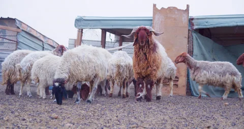 Herd of Sheep’s Walking. Slow motion video of Sheep. Stock Footage 184752342
