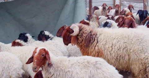 Herd of Sheep’s Walking. Slow motion video of Sheep. Stock Footage 184753390