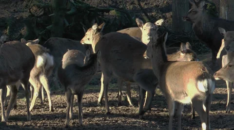 Herd of sika deers closeup Stock Footage 33785036