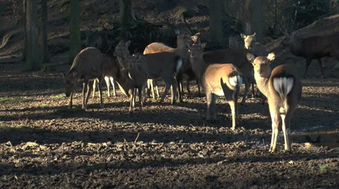 Herd of sika deers in forest 動画素材 33785027
