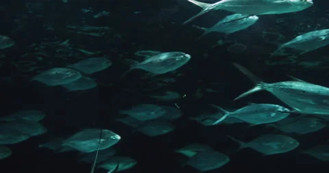Herd Silver Fish - Pompano Derbio Fish Stock Footage 171315325