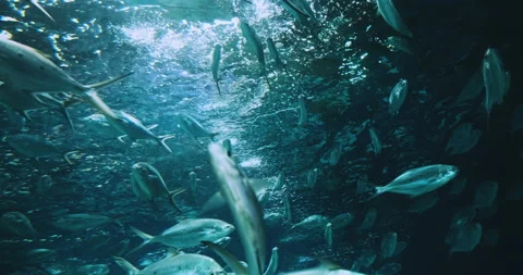 Herd Silver Fish - Pompano Derbio Fish Stockbeeldmateriaal 171315446