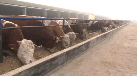A herd of simmental cattle on the farm; cattle feeding Stock Footage