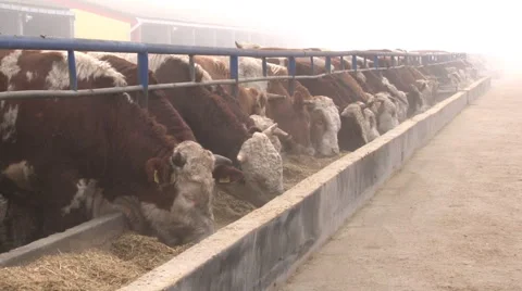 A herd of simmental cattle on the farm; cattle feeding Stock Footage 40913581