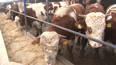 A herd of simmental cattle on the farm; cattle feeding Stock Footage 40913907