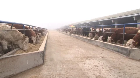 A herd of simmental cattle on the farm; cattle feeding Stock Footage 40914175