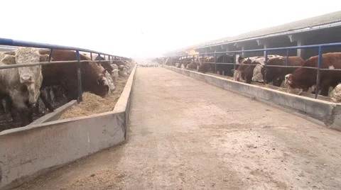 A herd of simmental cattle on the farm; cattle feeding Stock Footage 40914472