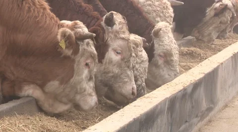 A herd of simmental cattle on the farm; cattle feeding Stock Footage 40915002