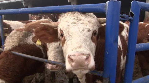 A herd of simmental cattle on the farm Stock Footage 40912466