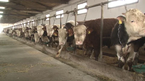 A herd of simmental cattle in the farm stable Stock Footage 40915460