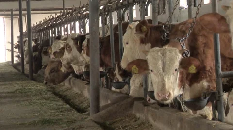 A herd of simmental cattle in the farm stable Stockbeeldmateriaal 40916045