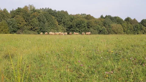 Herd of small and large sheep grazes in a meadow Video stock 96202229