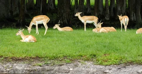 Herd of small antelope relaxing in a lush green field and trees Stock Footage 157304350