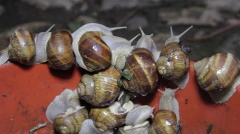 Herd of snails climbing a red wall in an attempt to escape from the trap 6. Stock Footage 59750371