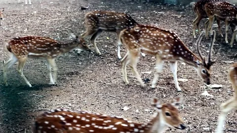 Herd of spotted axis deer with prominent antlers walking across dry earth Stock Footage 324968760