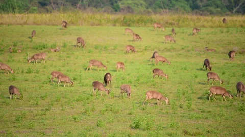 Herd Of Spotted brown deer wild animal grazing grass in green national forest pa Stock Footage 247451691