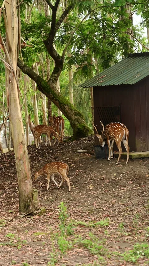 Herd of spotted chital deer in forest zoo enclosure, sika deer eating near Stock Footage 343553289