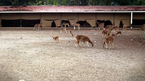 A herd of spotted chital deer grazes naturally outdoors near a long shelter Stock Footage 324978324